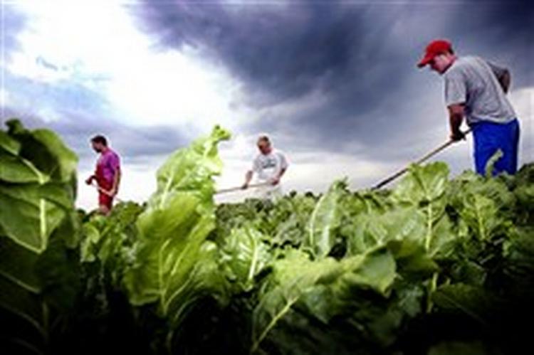 EU producerer i alt 17-18 millioner ton sukker om året. Frankrig og Tyskland står for halvdelen af produktionen, mens Danmark producerer 516.000 ton.   Foto: Thomas Borberg 