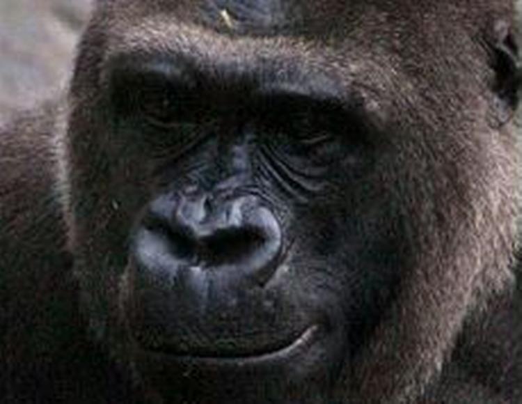 Bjerggorillaer er sjældne. Billedet er af en mere udbredt lavlandsgorilla. - Arkivfoto: AP 