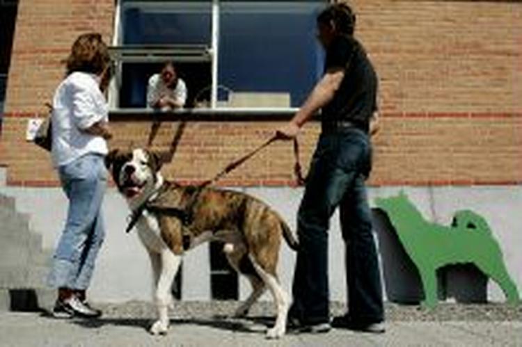 Helle og Carsten går tur med hunden Odin og snakker med Sanne fra Dyreværnet i Rødovre.   Foto: Martin Lehmann 