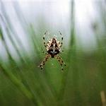Araneus diadematus. Korsedderkoppen er den mest kendte af de tre edderkopper, specialisterne vil have kortlagt. Find mere information om edderkopperne på www.danske-dyr.dk. - Foto: Jens Kirkeby 
