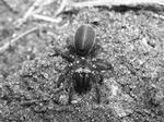 Atypus affinis   det tydeligste særpræg er fangkrogene, der hos fugleedderkopper går parallelt med kroppens længde og bider nedad i stedet for som hos andre edderkopper at sidde som tænger og bide sidelæns.   Foto: Ole 