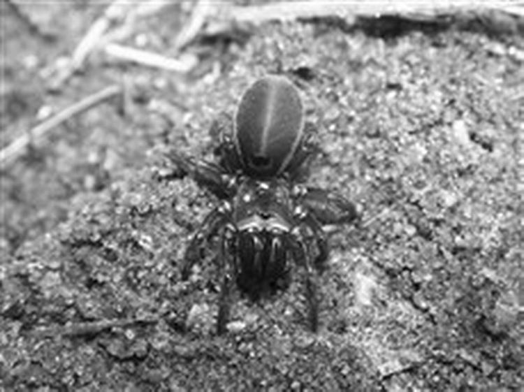 Atypus affinis   det tydeligste særpræg er fangkrogene, der hos fugleedderkopper går parallelt med kroppens længde og bider nedad i stedet for som hos andre edderkopper at sidde som tænger og bide sidelæns.   Foto: Ole 