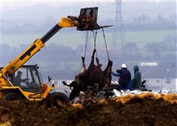 Her destrueres britiske køer efter udbruddet af kogalskab i 2001. Nu frygter forskerne, at sygdommens menneskelige variant kan smitte via blod. - Foto: AP 