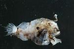 På fiskesiden taler forskerne om kategorierne 'lophodolus' og 'porogadus'. - Foto: AP 