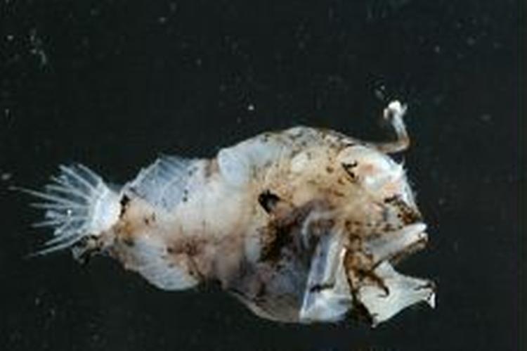 På fiskesiden taler forskerne om kategorierne 'lophodolus' og 'porogadus'. - Foto: AP 