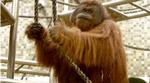 Orangutangerne var kendt for at lave kickboxing-shows for gæsterne. - Foto: AP 