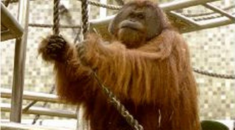 Orangutangerne var kendt for at lave kickboxing-shows for gæsterne. - Foto: AP 