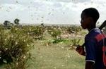 Græshoppesværme er nu på vej til at forværre situationen endnu mere i Darfur. - Foto: AP 