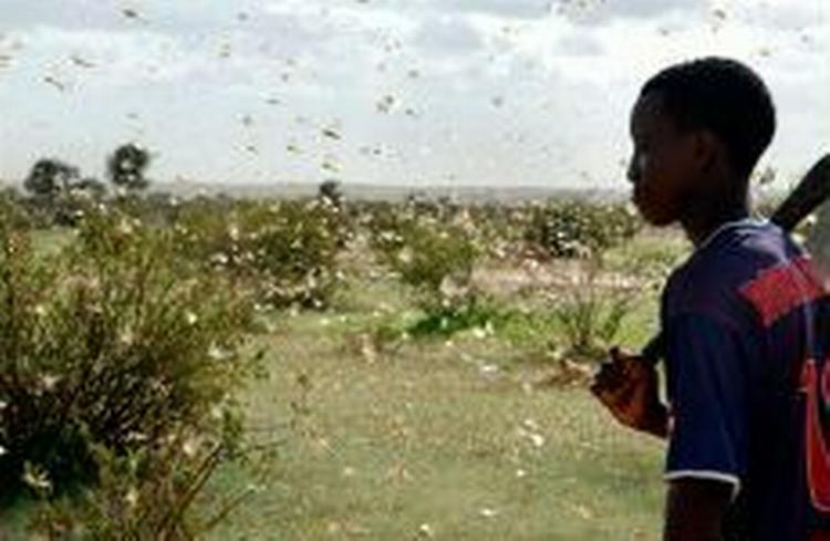 Græshoppesværme er nu på vej til at forværre situationen endnu mere i Darfur. - Foto: AP 