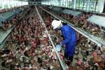 En vietnamesisk hønsefarm. - Foto: AP 