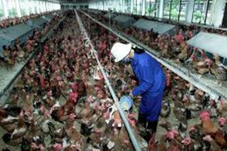 En vietnamesisk hønsefarm. - Foto: AP 
