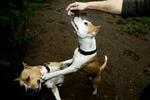 Amstaffen er én af de hunderacer, der har været involveret i sager om hundebid. - Foto: Jacob Ehrbahn 