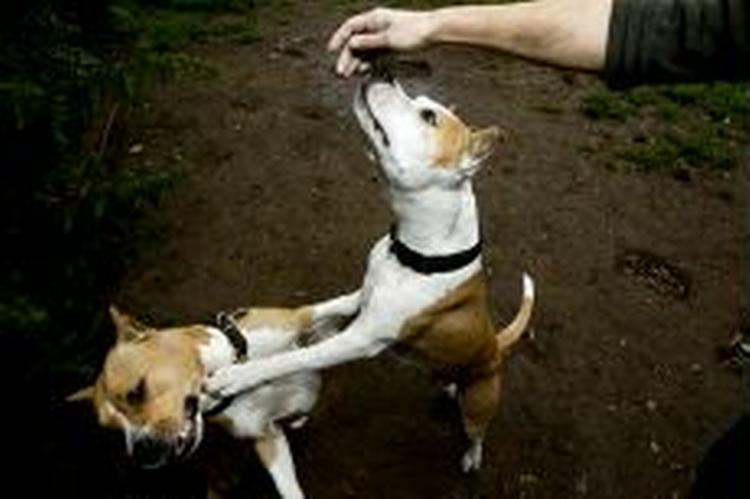Amstaffen er én af de hunderacer, der har været involveret i sager om hundebid. - Foto: Jacob Ehrbahn 