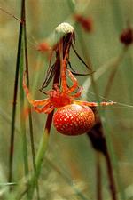 Det første eksemplar i nyere tid af orange hjulspinder på dansk grund. Edderkoppen har tilsyneladende lært at leve med, at det foretrukne levested i tørvemosen er trængt af landbruget.   Foto: Kim Conrad Petersen, danske-dy 