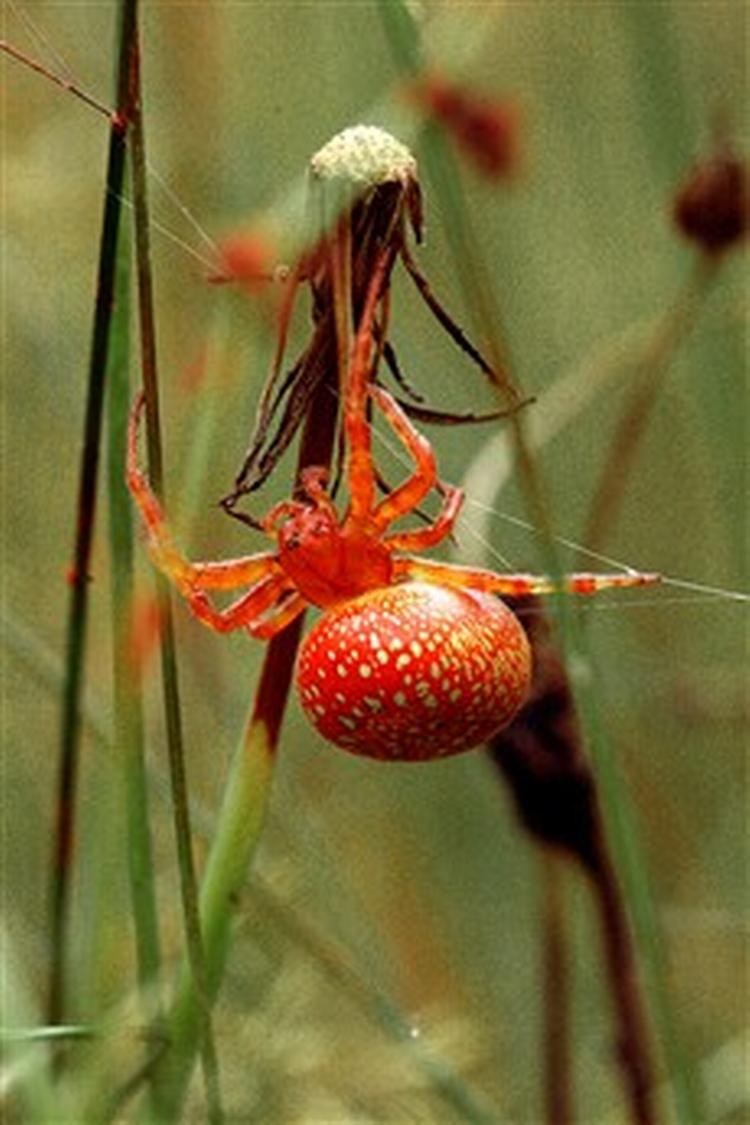 Det første eksemplar i nyere tid af orange hjulspinder på dansk grund. Edderkoppen har tilsyneladende lært at leve med, at det foretrukne levested i tørvemosen er trængt af landbruget.   Foto: Kim Conrad Petersen, danske-dy 