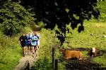 Træning i Dyrehaven. - Foto: Peter Hove Olesen 