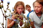 Kryb skal findes og ikke bare synges på Gjessø Skole. Fra venstre Marianne, Marie og Simon.   Foto: Rasmus Baaner 