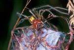 På grund af et stadigt varmere klima må giftig pighånd, Cheirachanthium punctorium, forventes at flytte til Danmark. Den kan teoretisk slå et menneske ihjel, men det er  kun  sket én gang på 100 år. - Foto: Lars Bruun 