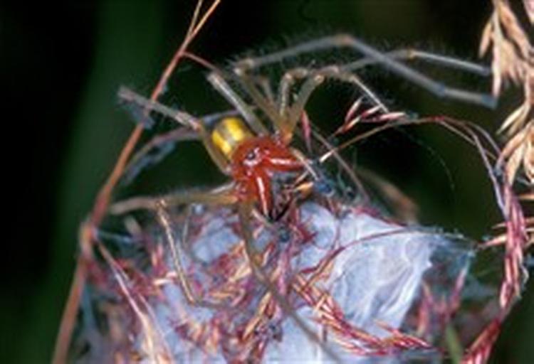 På grund af et stadigt varmere klima må giftig pighånd, Cheirachanthium punctorium, forventes at flytte til Danmark. Den kan teoretisk slå et menneske ihjel, men det er  kun  sket én gang på 100 år. - Foto: Lars Bruun 