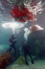 AUSTRALIA MINE RECOVERY