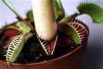 Venusfluefangeren (Dionea muscipula) tager godt fra, da vi tilbyder den dagens kødløse ret: en sojapølse fra Nutana. Men forskning viser, at det nok er bedst i det lange løb at lade planten spise fluer og den slags.   Foto: Mad 