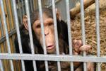 Chimpanser reagerer på samme måde som børn, når nogen efteraber deres bevægelser. - Arkivfoto: AP 