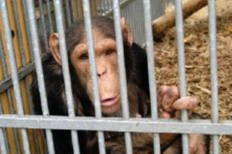 Chimpanser reagerer på samme måde som børn, når nogen efteraber deres bevægelser. - Arkivfoto: AP 