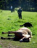 Leika er det seneste offer af i alt 24 hopper og en enkelt ko, der er blevet maltrakteret seksuelt i Jylland i løbet af de seneste to år. - Foto: Erik Kragh 