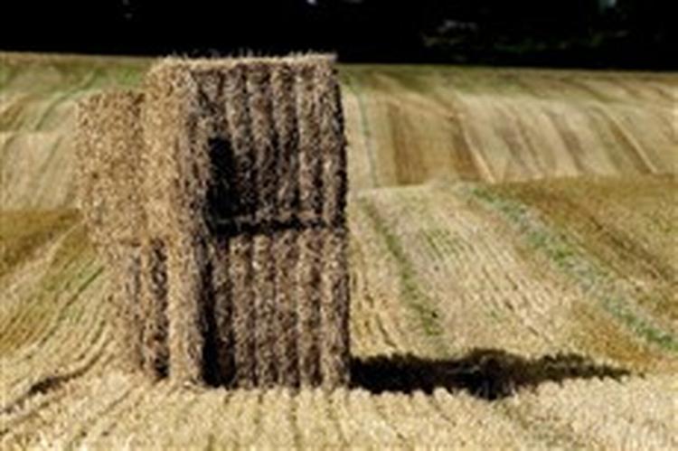 Foto: Lars Skaaning 