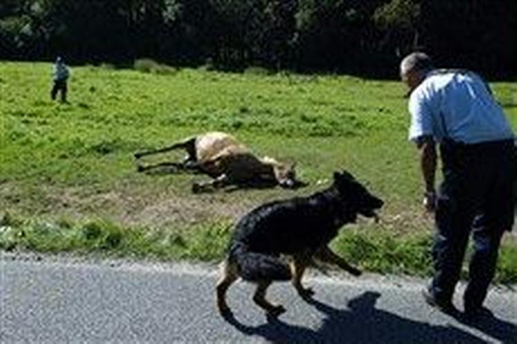 Hesten Leika ved Pinds Mølle, Skanderborg, døde i denne uge som følge af flere snitsår ved brystvorterne og skeden. - Foto: Erik Kragh 