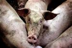 Nye regler kræver, at der laves en undersøgelse af påvirkningen af naturen, inden der gives lov til at udvide svinefarme i naturområder.   Foto: Peter Hove Olesen 