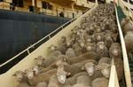 KUWAIT SHEEP SHIP