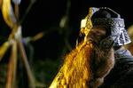 En mand, der nok kan tømme et bæger øl. Dværgen Gimli kan opleves i drikkedyst med elverfyren Legolas på den nye  Ringenes Herre -dvd.   Foto: Pierre Vinet/New Line Productions 