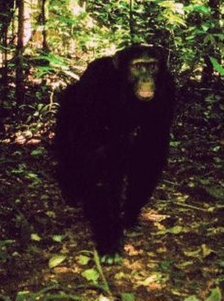 Her er den formodede nye abeart fotograferet af et opstillet kamera i den centralafrikanske jungle. - Foto: Harold Goldstein 