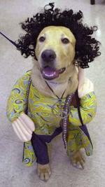 HALLOWEEN PUP
