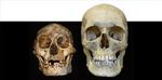 Kraniet til venstre tilhører et voksent individ af homo floresiensis på højst 106 cm, formentlig en kvinde, der vejede op til 36 kg. Til højre et billede af et moderne menneskes kranie. 