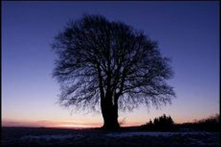 - Arkivfoto: Thomas Borberg 