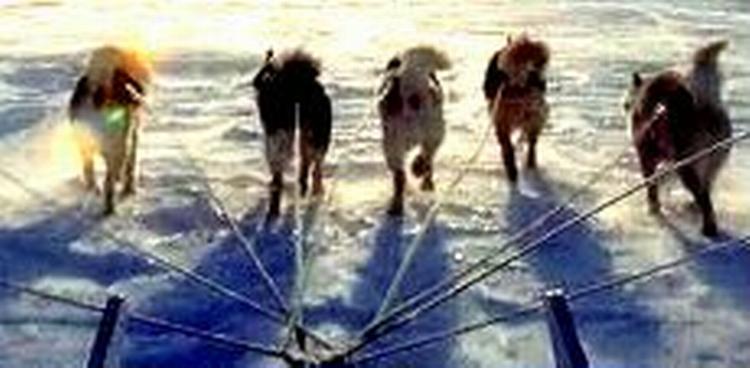 Fangere i Qaanaaq i Thule er begyndt at aflive deres slædehunde, fordi isen smelter. - Foto: AP 
