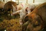 Miljøministeren er bekymret, fordi danske landmænd planlægger at øge den årlige svineproduktion til 30 millioner svin. - Foto: Claus Bonnerup 