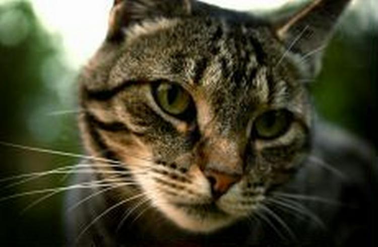 Mange især vilde katte har aids. Katten på billedet dog så vidt erfares ikke syg. - Foto: Jens Dresling 