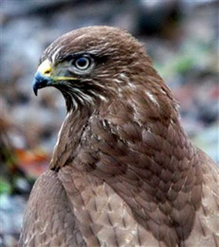 Musvågen er fredet. Det er kondiløberne til gengæld ikke. - Foto: Danmarks Naturfredningsforening 