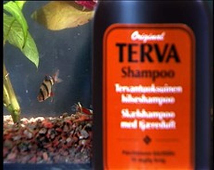Skælshampoo fra Terva var mere end 12 akvariefisk kunne klare, viste DR s Kontant. Dyrenes Beskyttelse overvejer at politianmelde tv-programmet for overtrædelse af dyreværnsloven. DR tager den mulige politianmeldelse med sindsro.   Foto: 