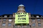 Greenpeace - her i aktion på facaden af landbrugsforeningernes hus i København - har godt tag i danskerne. - Foto: Miriam Dalsgaard 