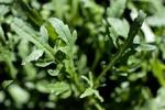 Advarslen gælder rucola fra det italienske firma Linea D'oro. - Arkivfoto: Thomas Borberg 