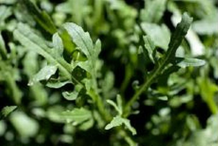 Advarslen gælder rucola fra det italienske firma Linea D'oro. - Arkivfoto: Thomas Borberg 