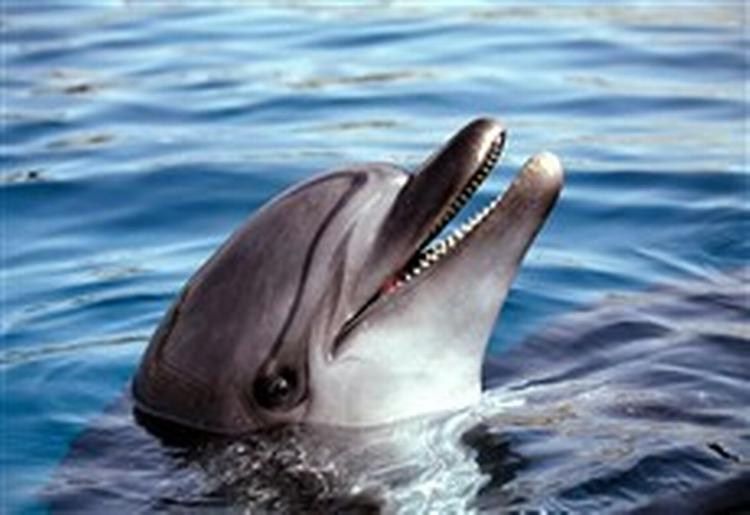 Delfinlyde og bølgeskvulp fra Vesterhavet er åbenbart danskernes foretrukne lyd i højttalerne.   Foto: Felix Oppenheim 