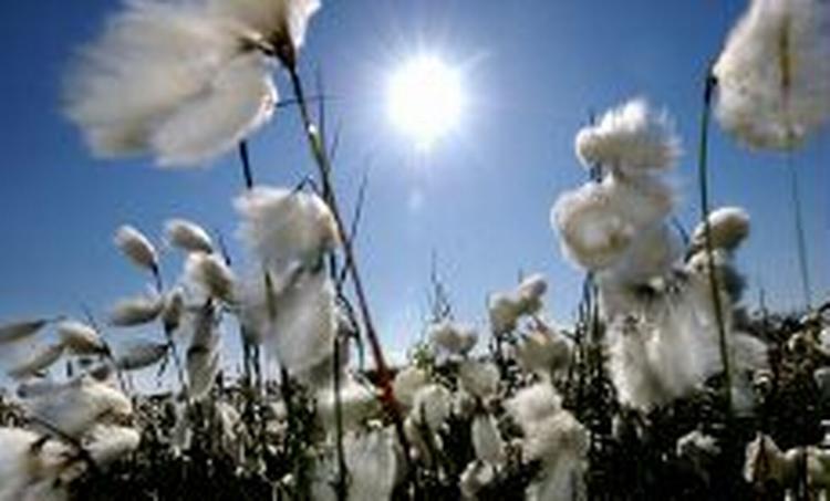 En løsning omkring en nationalpark ved Læsø er kommet nærmere en løsning. - Foto: Claus Lunde 