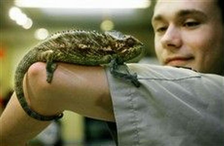 Krybdyrekspert Casper Corneliussen fra Bonnies Dyrecenter har styr på kamæleonen. Men mange ekspedienter og kæledyrsejere ved for lidt om eksotiske dyr.   Foto: Camilla Stephan 