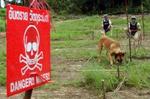 I forvejen bliver specialtrænede hunde brugt til arbejdet med at fjerne de dødelige landminer. - Foto: AP 