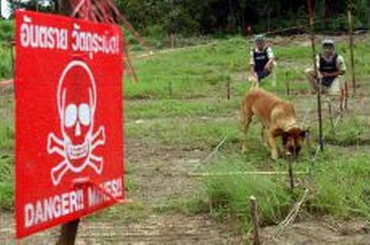I forvejen bliver specialtrænede hunde brugt til arbejdet med at fjerne de dødelige landminer. - Foto: AP 